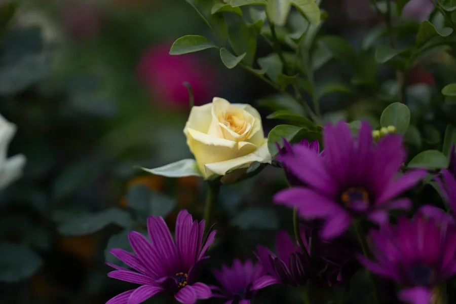 Yellow rose amidst vibrant purple blooms